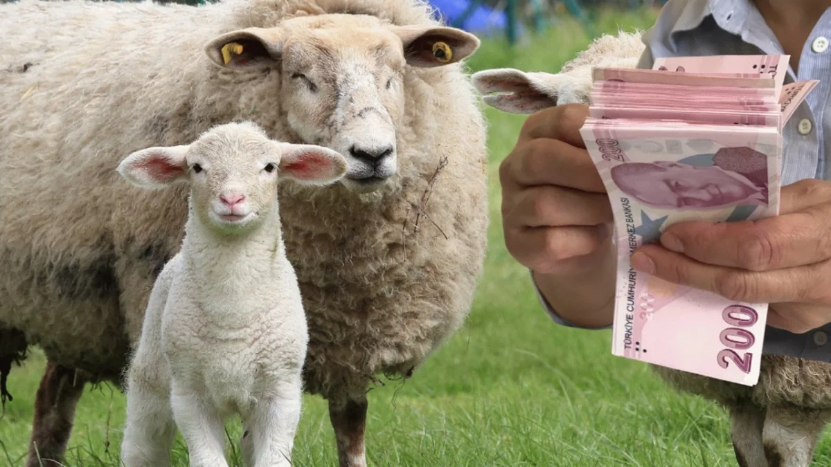 Bakanlık Ay Sonuna Mühlet Verdi: Hayvancılara Özel Destekler Sunuldu